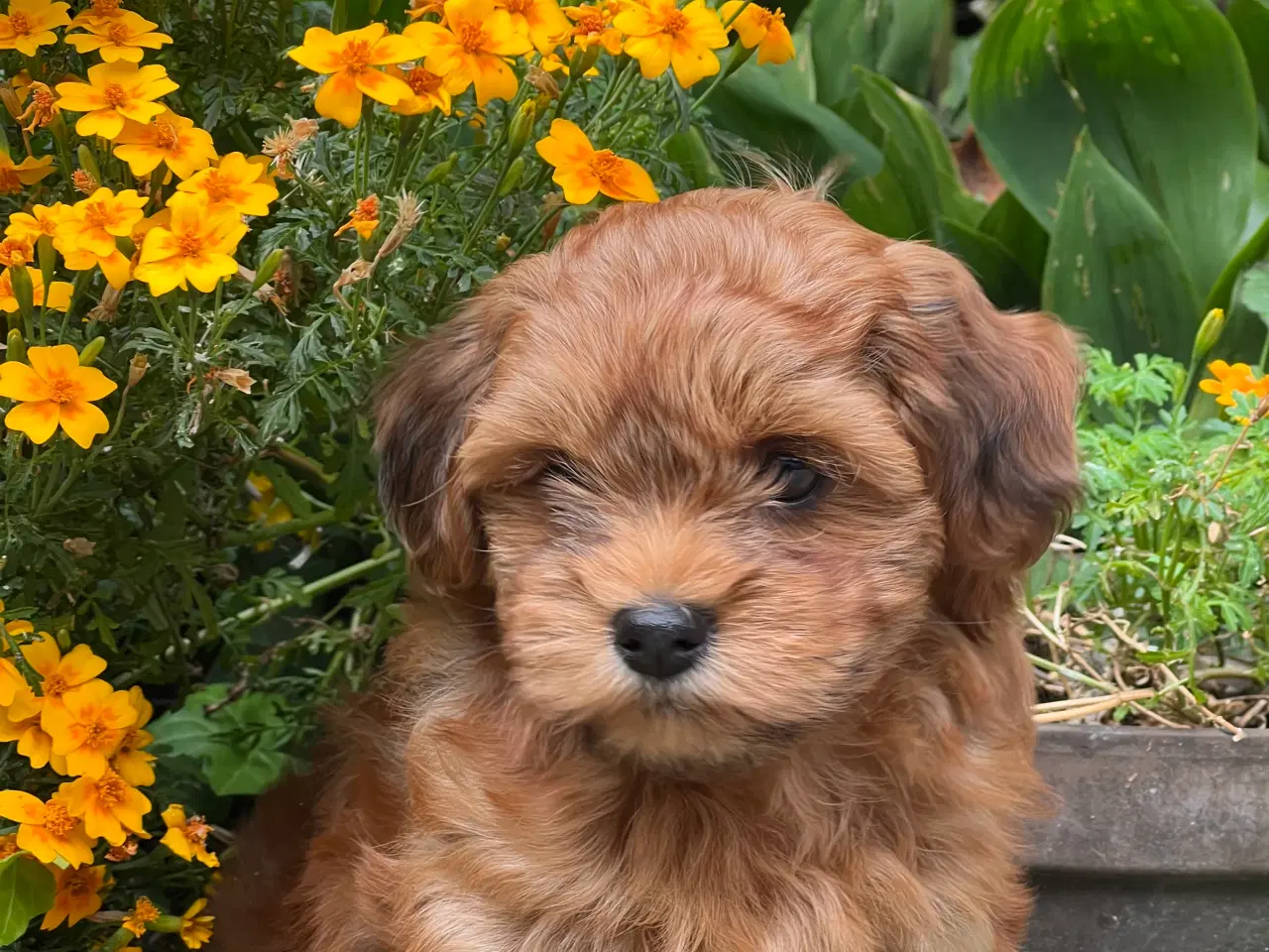 Billede 14 - 🧡Søde & Smukke Bichon Havanais 🧡
