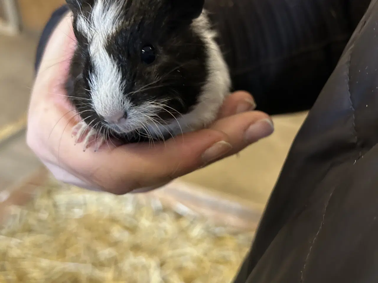 Billede 7 - 3 søde piger