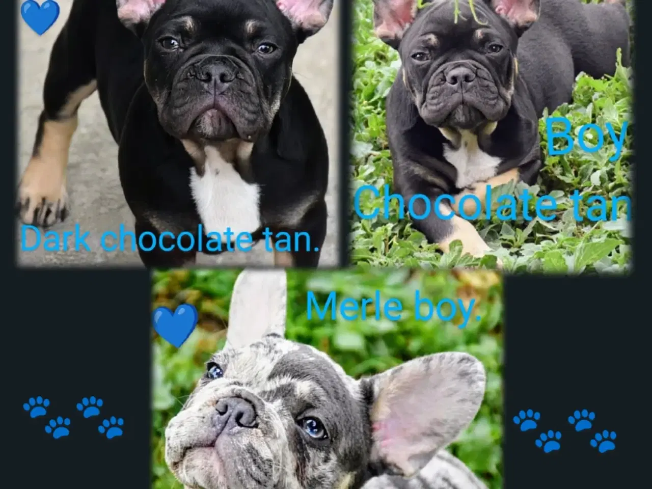 Billede 1 - Fransk bulldog hvalpe.