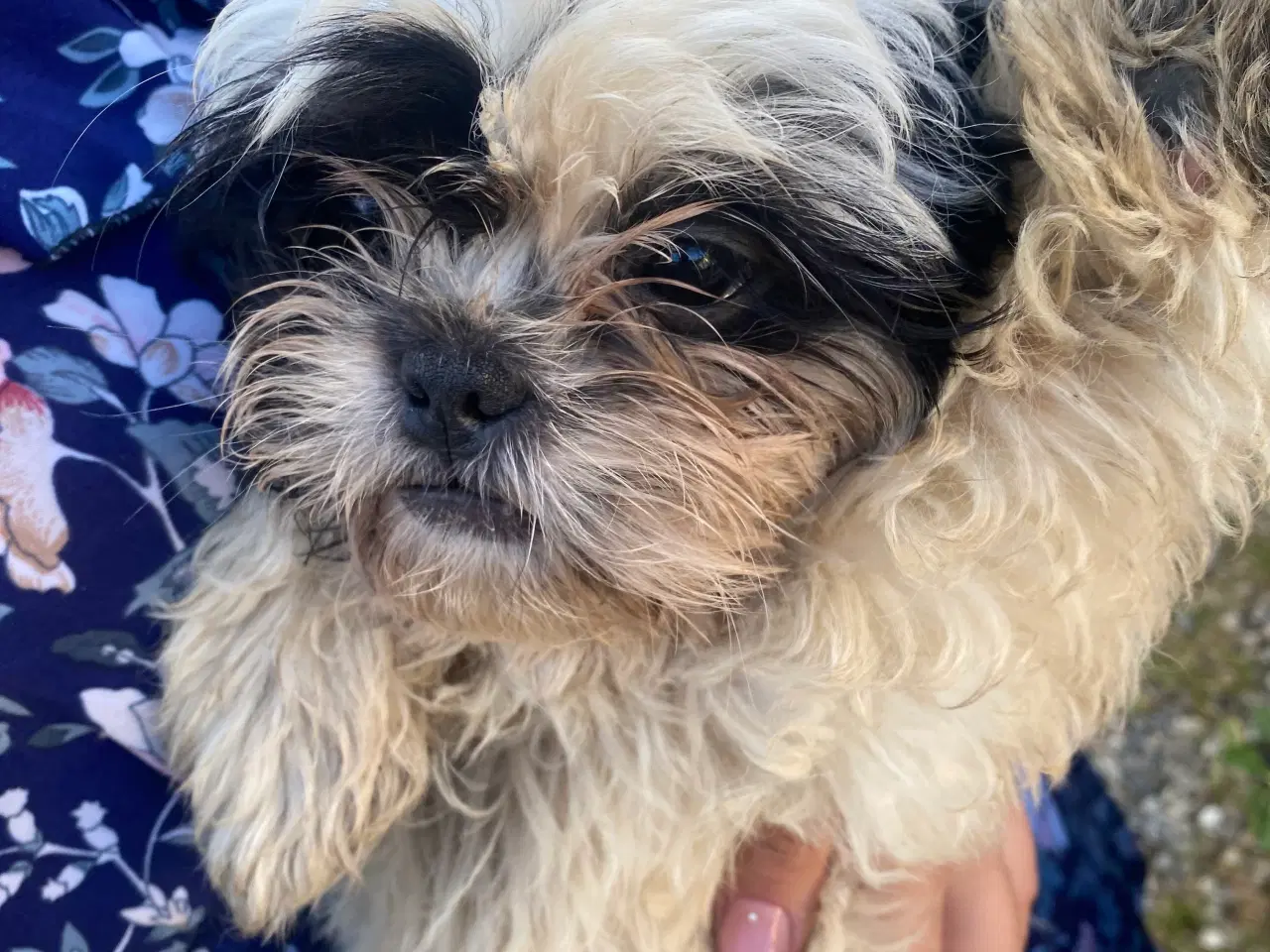Billede 4 - Shih Tzu Hvalpe 3 mdr Gamle