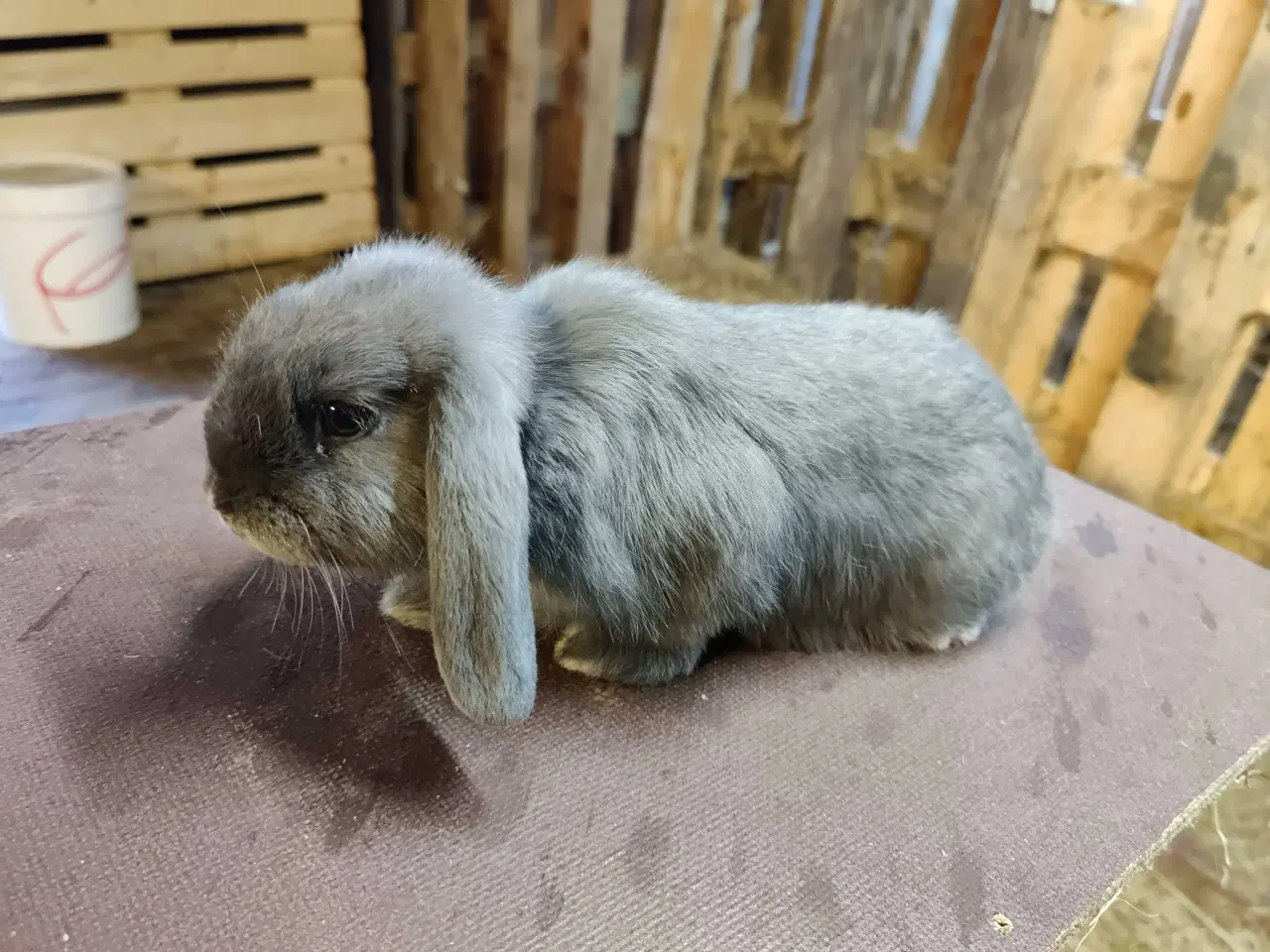 Billede 8 - Dværgvædder satin unger