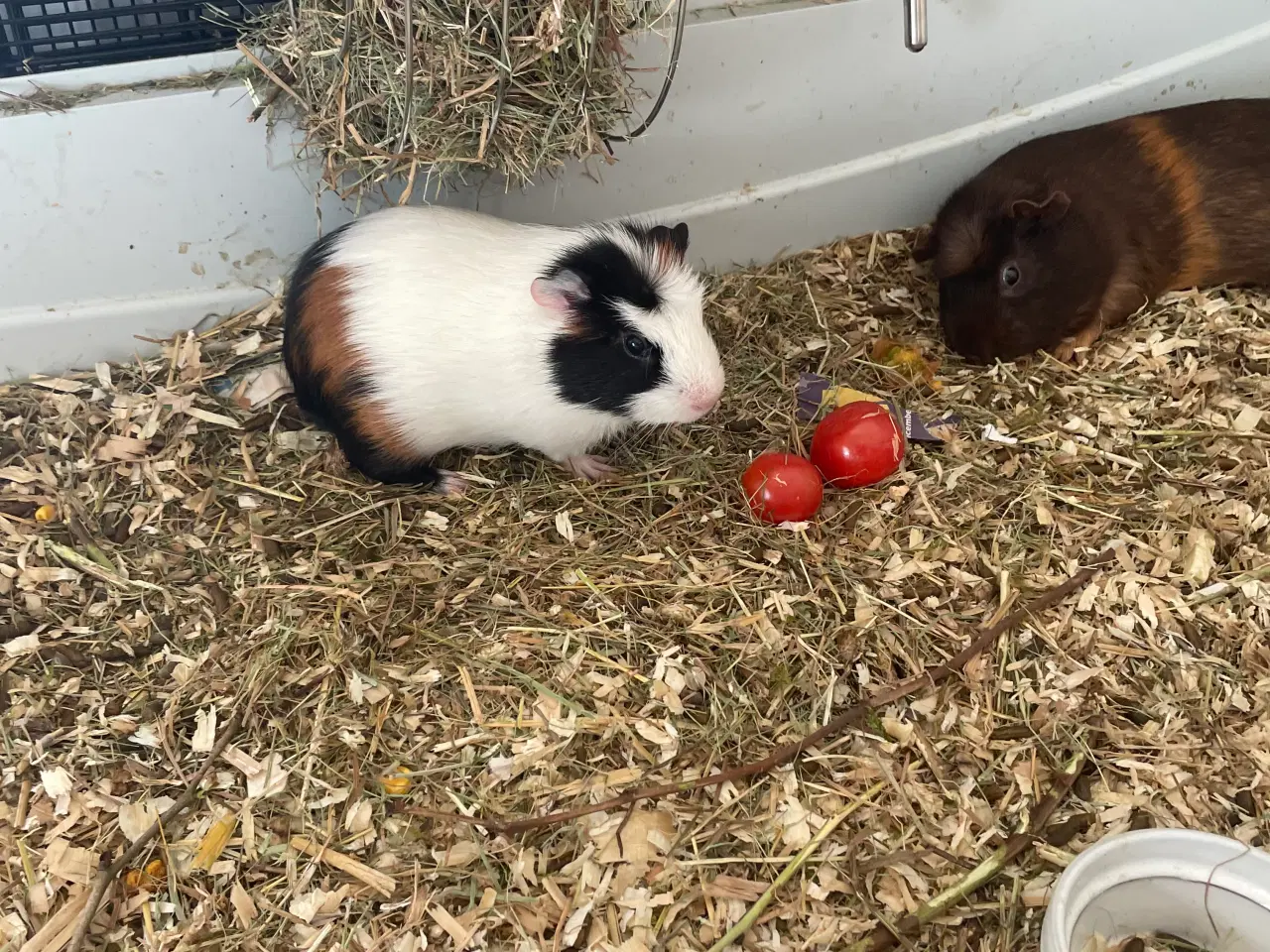 Billede 1 - Bortgives marsvin