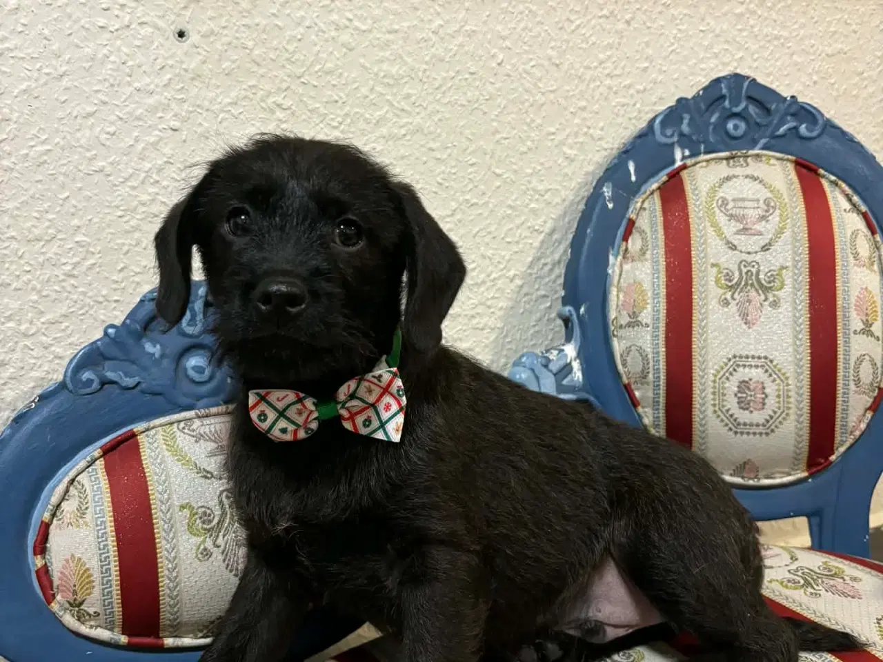 Billede 2 - Dansk-svensk gårdhund blanding