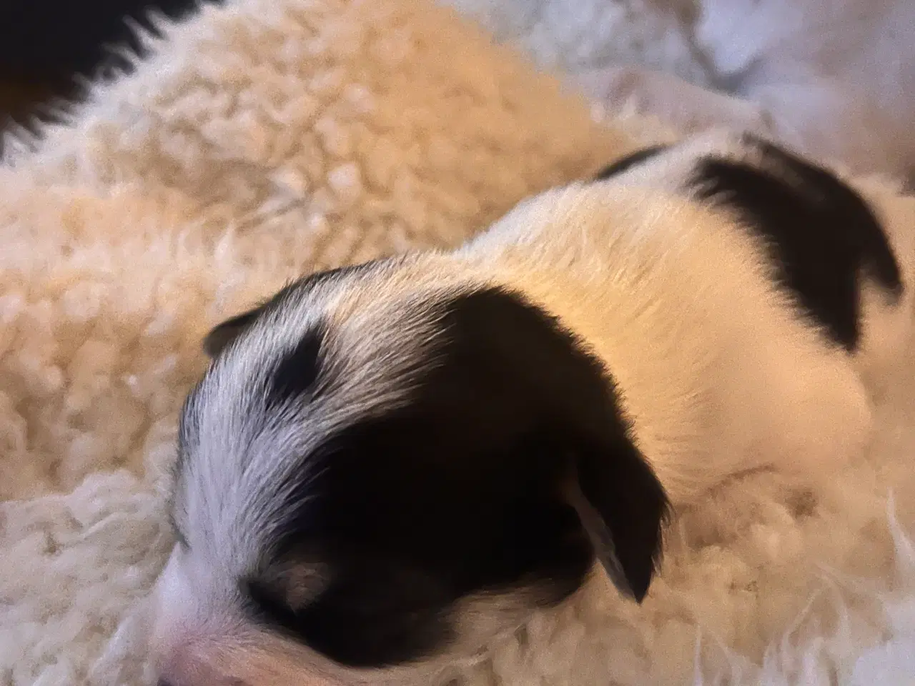 Billede 2 - Bladnings hvalp