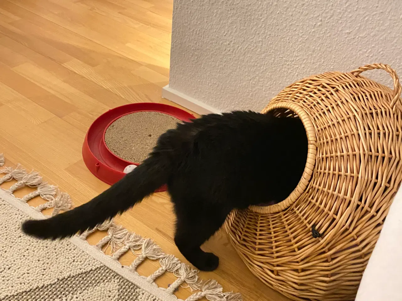 Billede 2 - Steriliseret hunkat søger nyt hjem