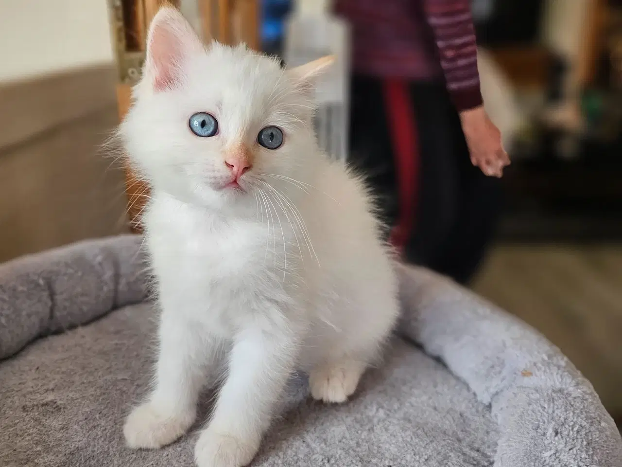 Billede 6 - Hellig birma/ragdoll blandinger 