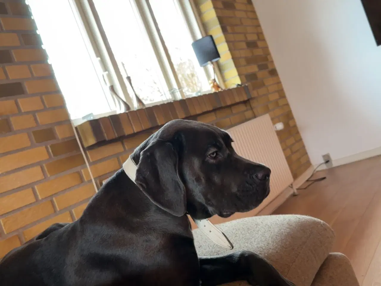 Billede 6 - Cane corso sælges