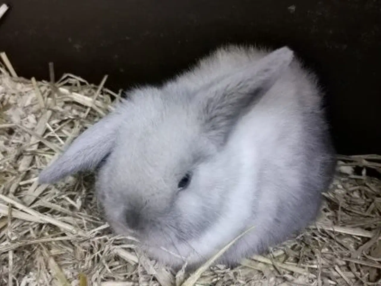 Billede 2 - Minilop unger