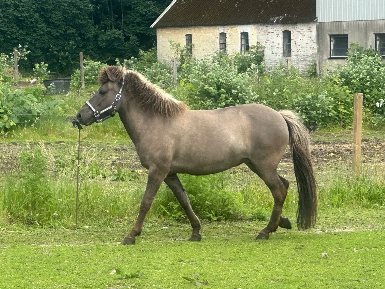 Billede 5 - Smuk sortblak hoppe 