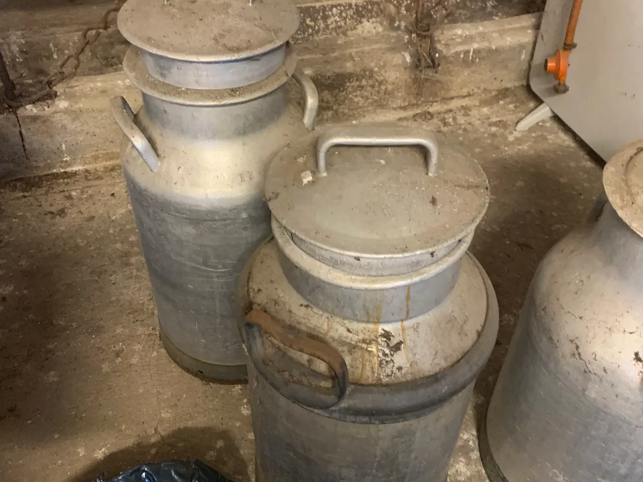 Billede 2 - Mælkejunger - fire stk. 