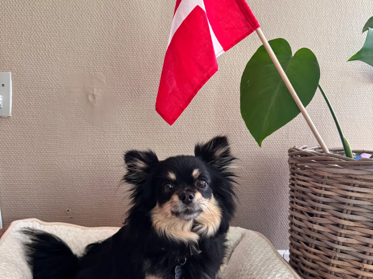 Billede 8 - Pomchi hvalp 