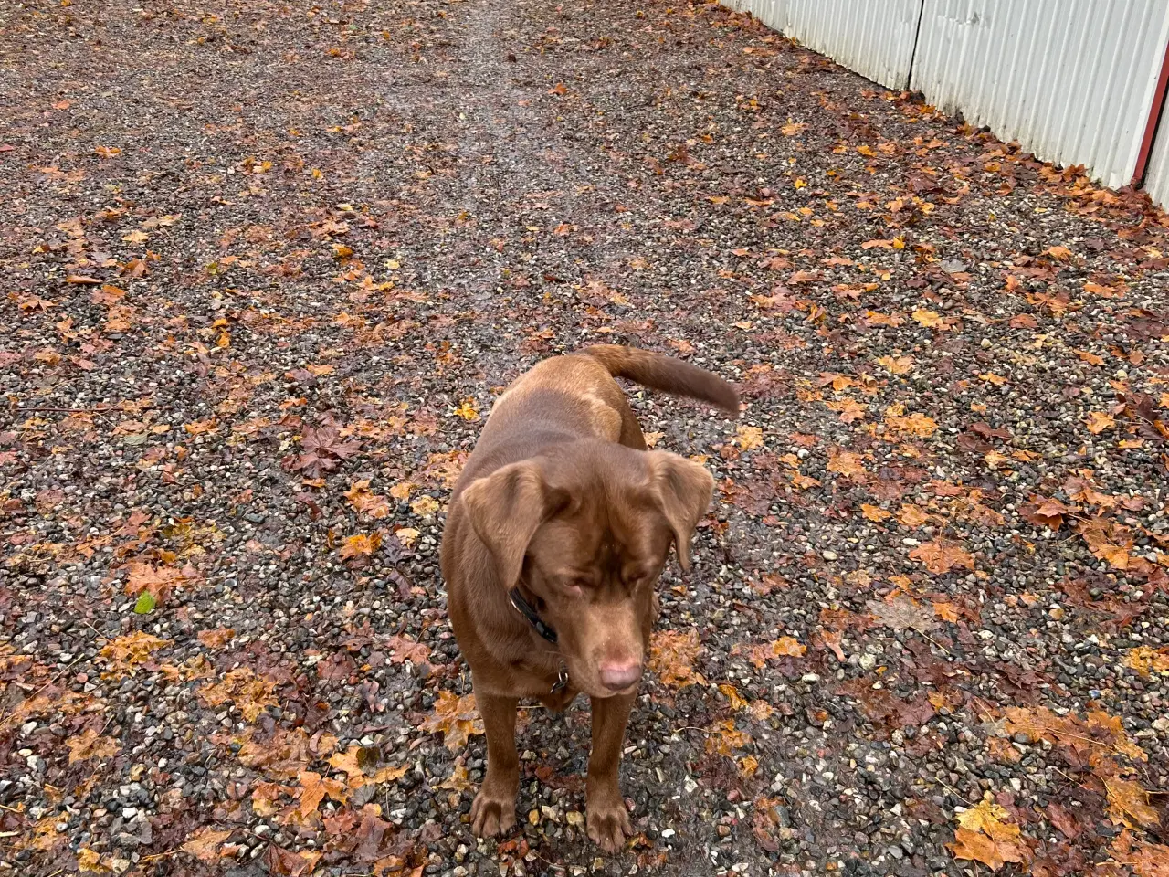 Billede 2 - Labrador - han - 2 år.