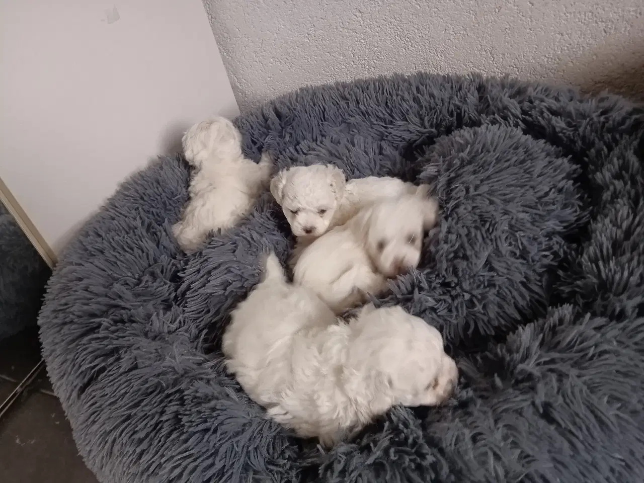 Billede 5 - Bichon Frise, hvalpe, 10 uger