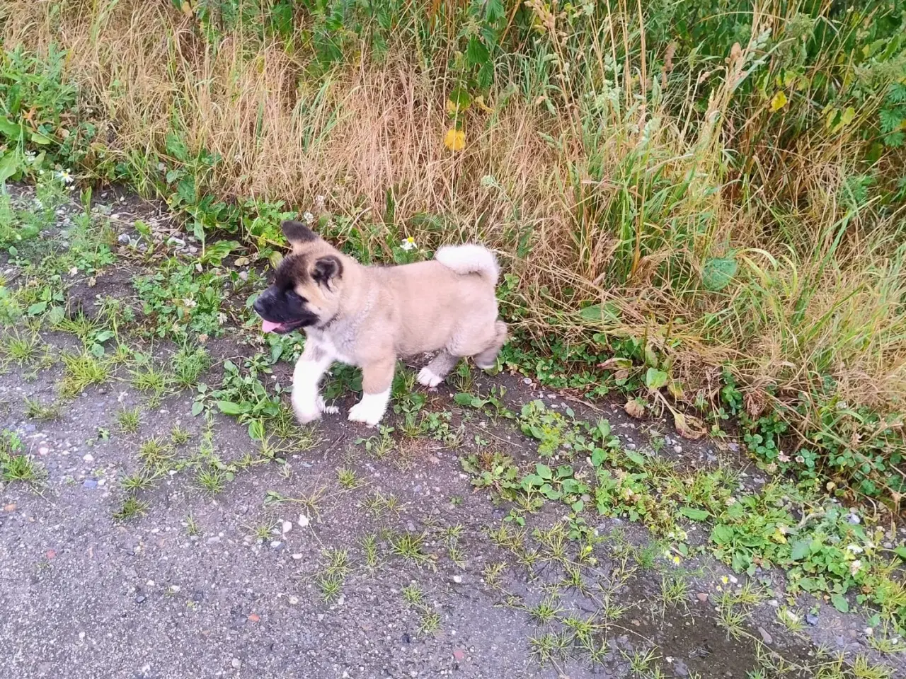 Billede 1 - Dreng hundehvalp Akita American 
