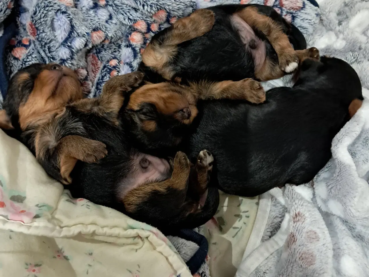 Billede 4 - 🐶💙💙💙💙❤️🐶 01.09.2025