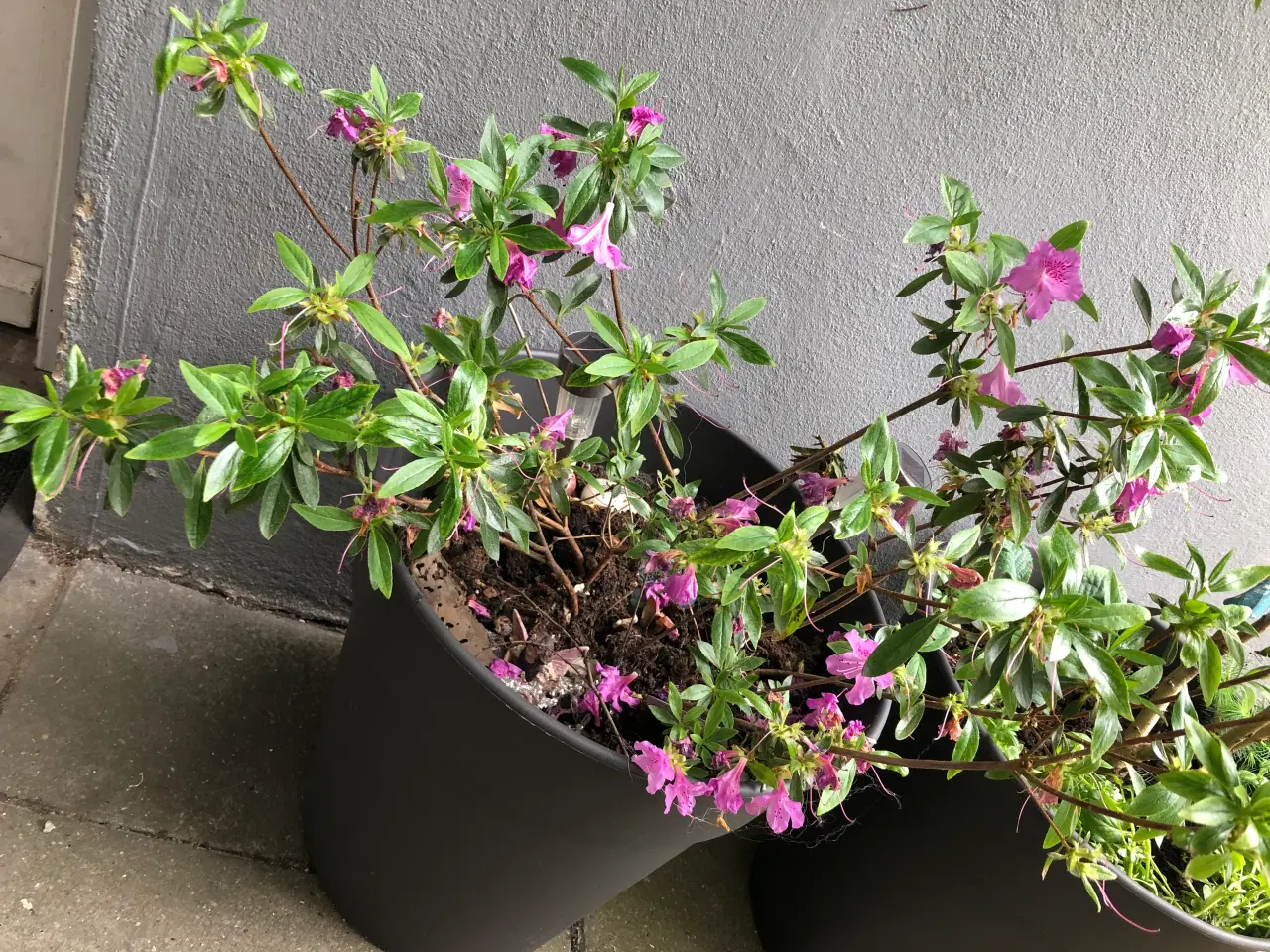 Billede 3 - Syren,magnolia,bonderose,azalea 