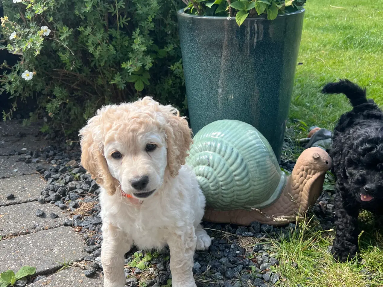 Billede 2 - Cockapoo /  cockadoodel 