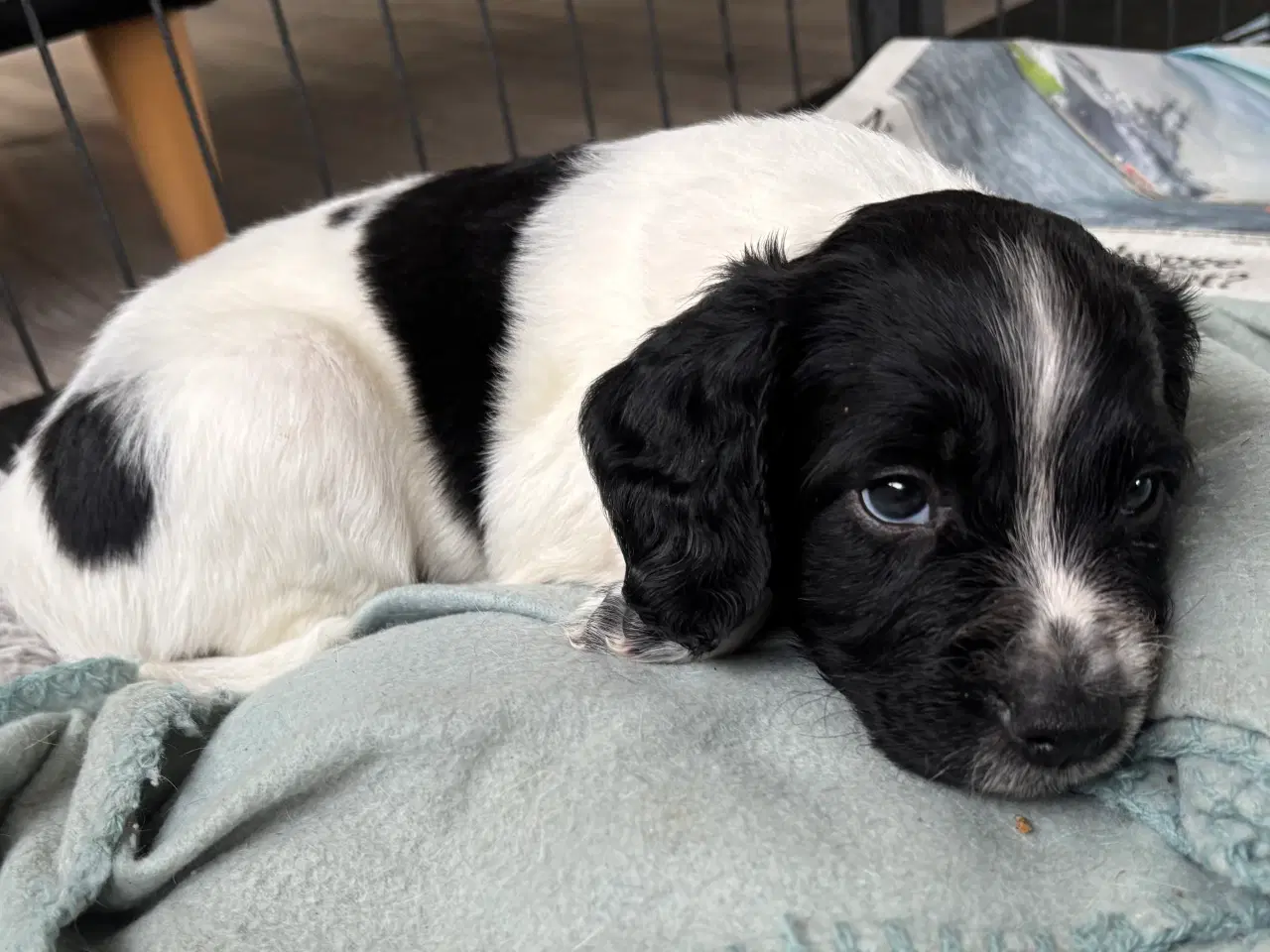 Billede 6 - Ft springer spaniel 