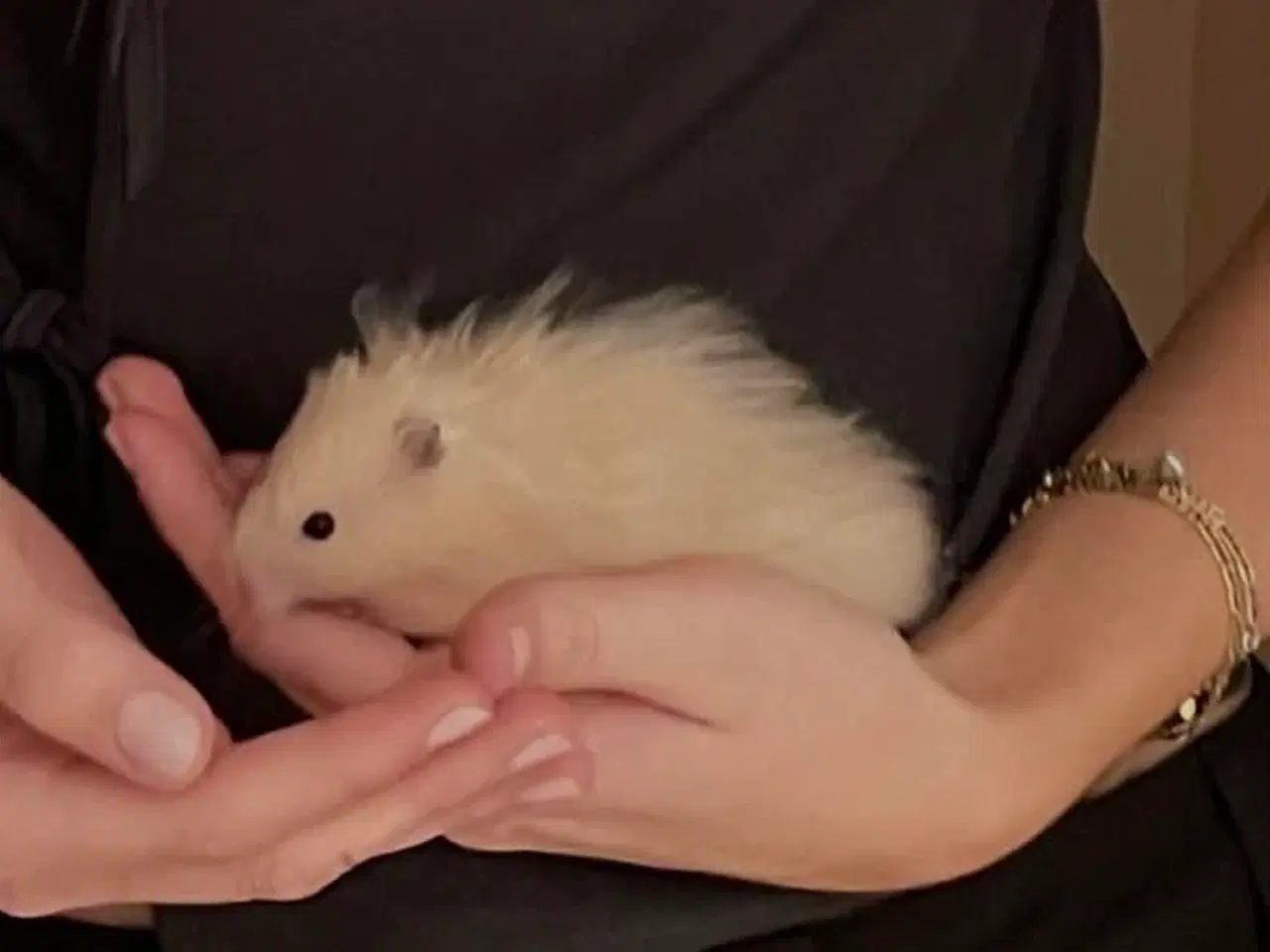 Billede 4 - Langhåret guldhamster unger 