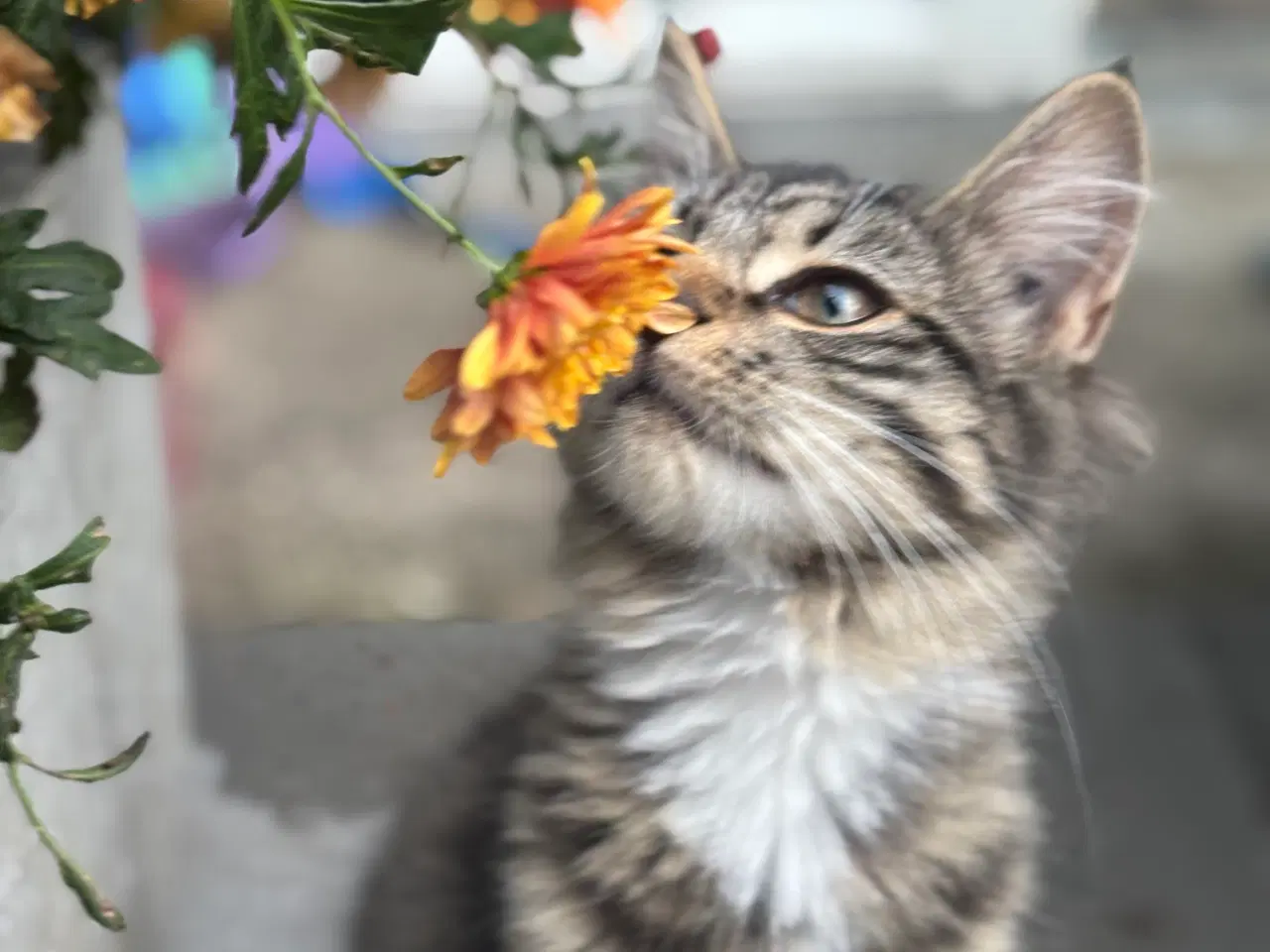 Billede 6 - Smuk kærlig Maine coon pige