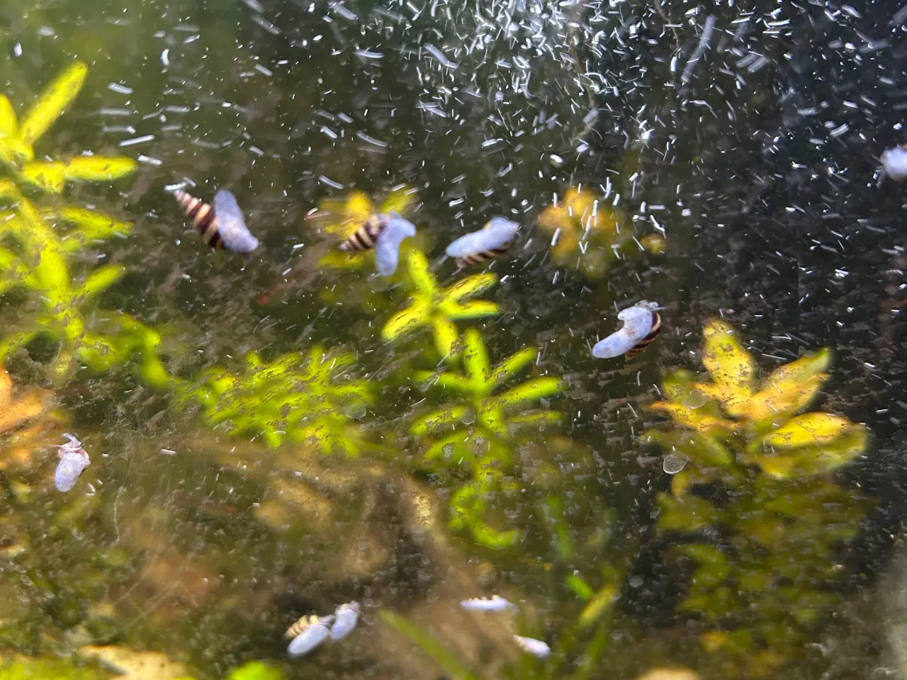 Billede 7 - 🐚 Helena-snegle Premium – 10 stk. | Sendes GLS