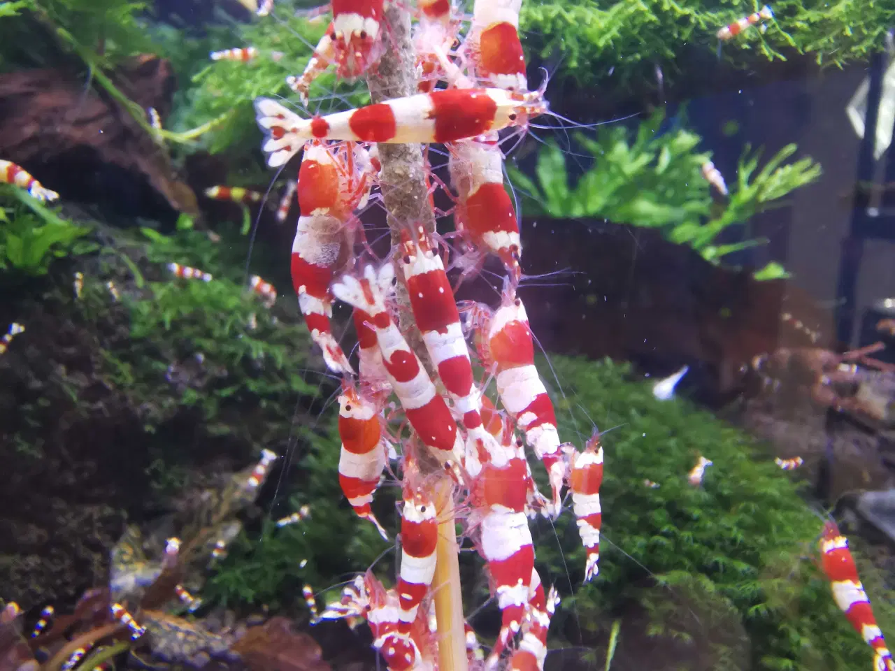 Billede 3 - Caridina 'CRS' rejer 