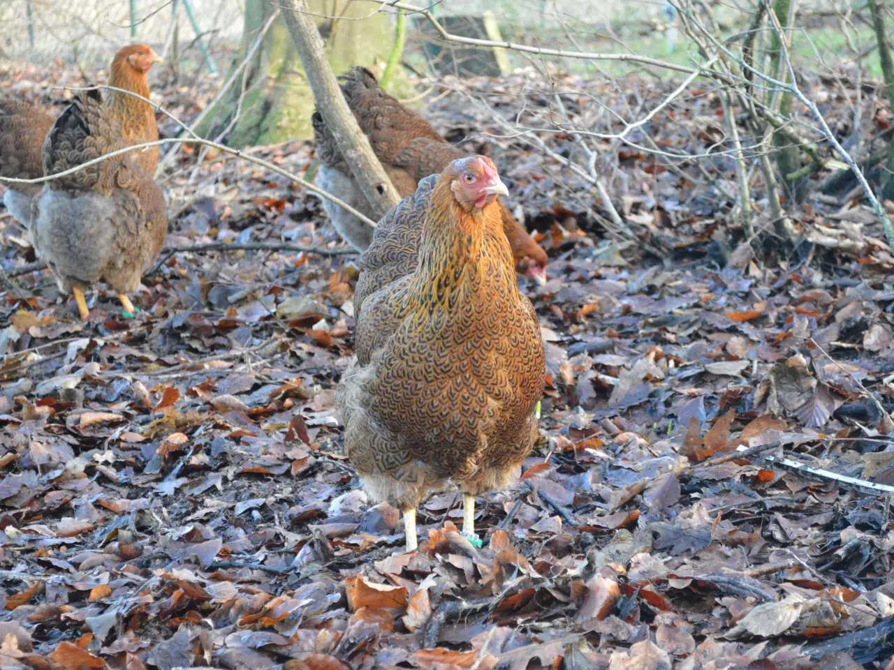 Billede 5 - høns avlstamm store Wyandotter guld-sortbåndet
