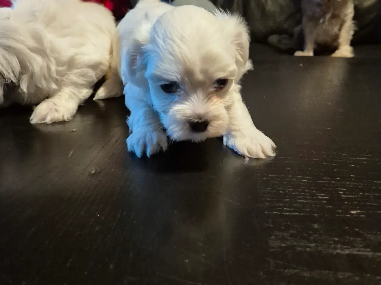 Billede 7 - Malteser babyer 1 pige og en dreng