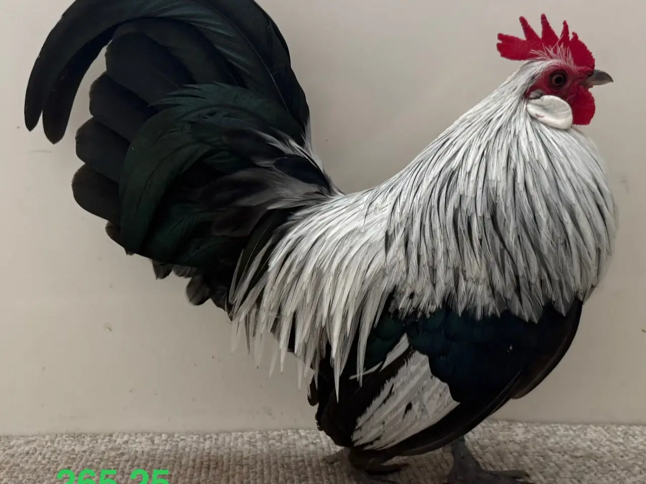 Billede 1 - Hollandske Dværg Sølvhalset 