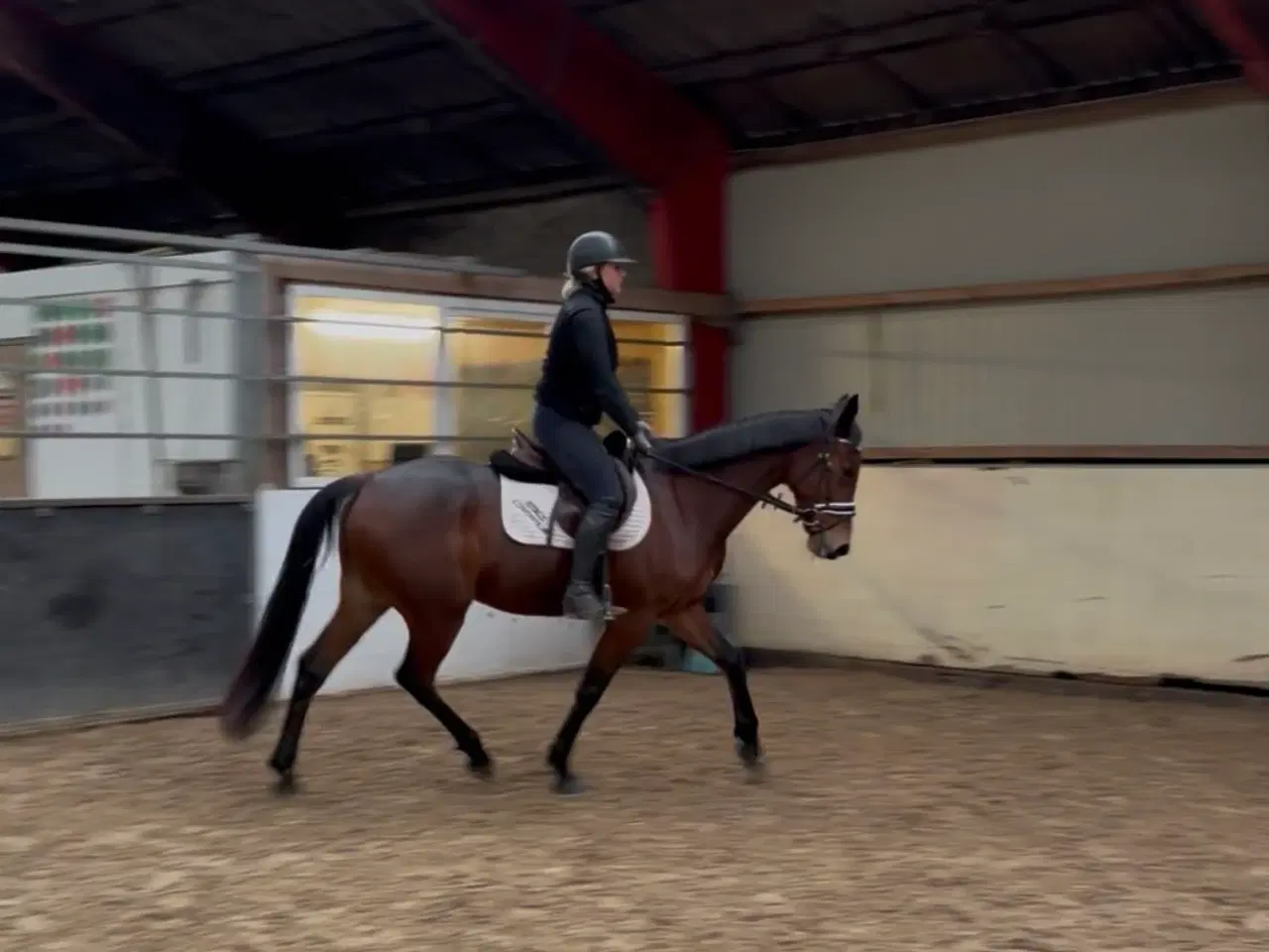 Billede 3 - Redet trav vallak