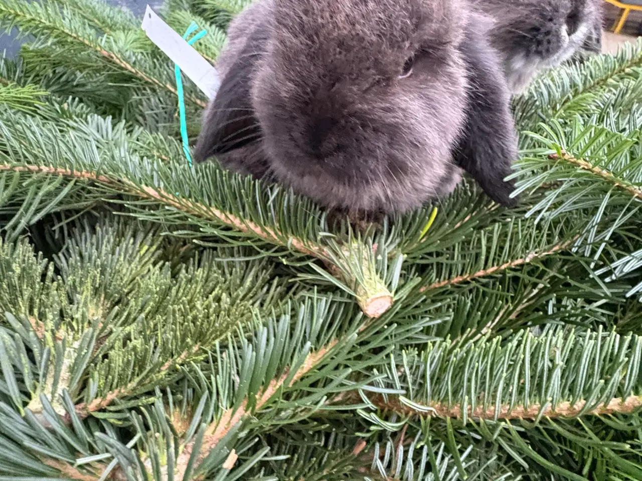 Billede 2 - Minilops han