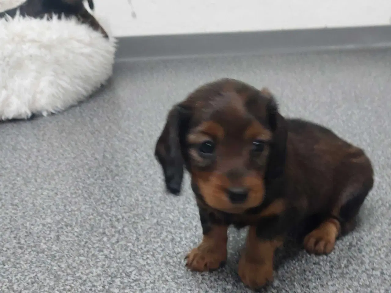 Billede 4 - Langhåret gravhunde