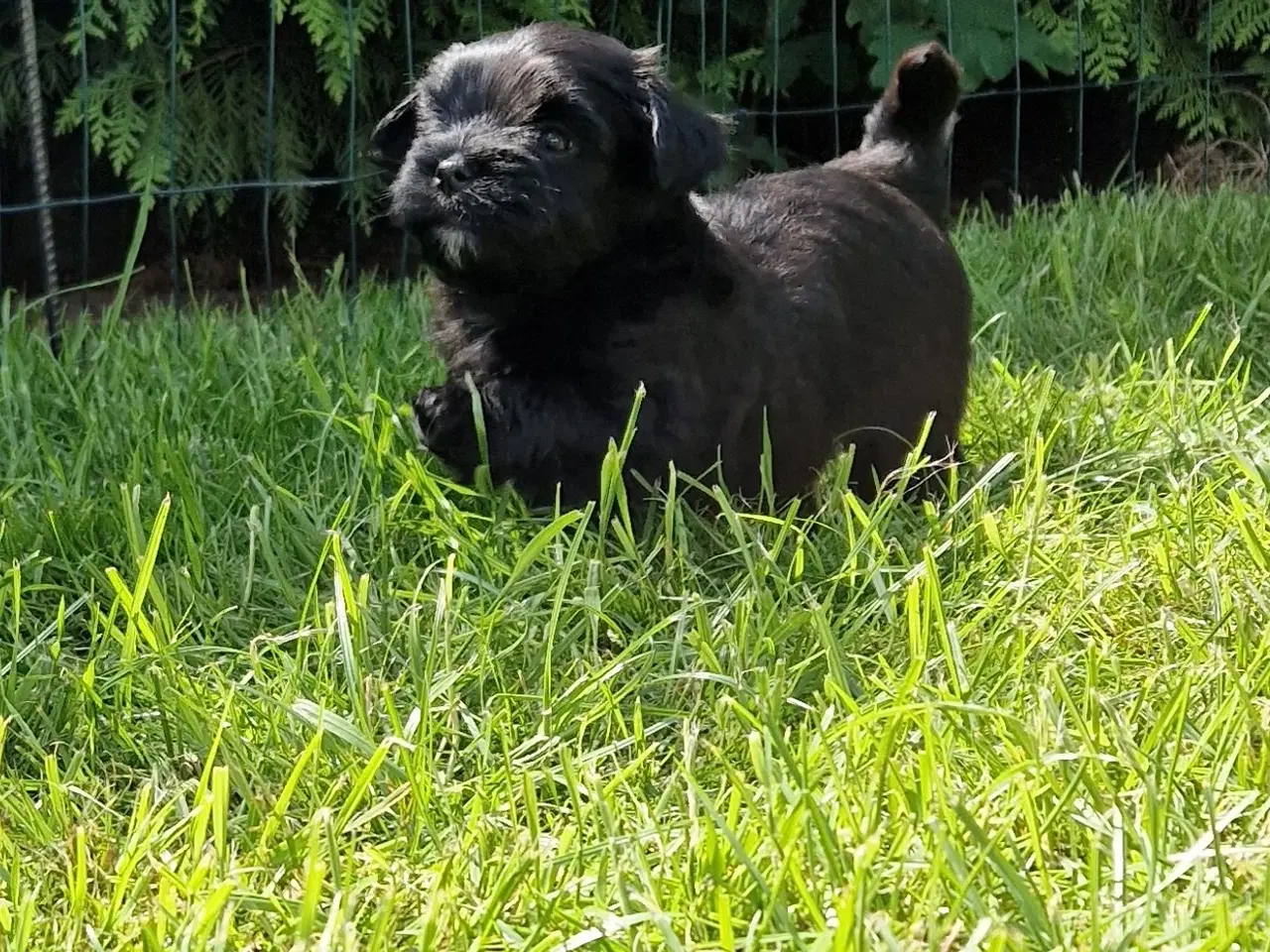 Billede 2 - Bichon Havanais hvalpe.