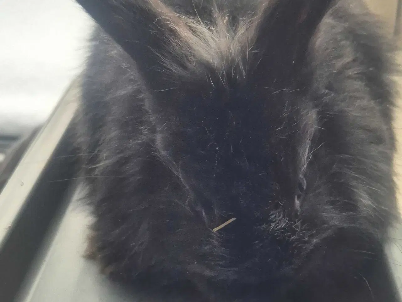 Billede 2 - 5 søde kaninunger til salg 