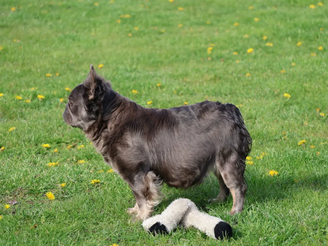 Billede 16 - ****Lyse grå **** franske bulldogs fluffy og alm 