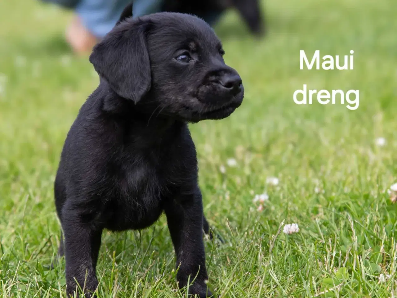 Billede 6 - Skønne blandings hvalpe😍