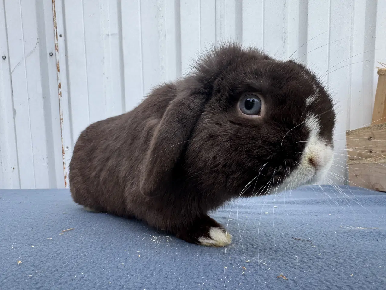 Billede 4 - Dværgvædder hankanin 2 år