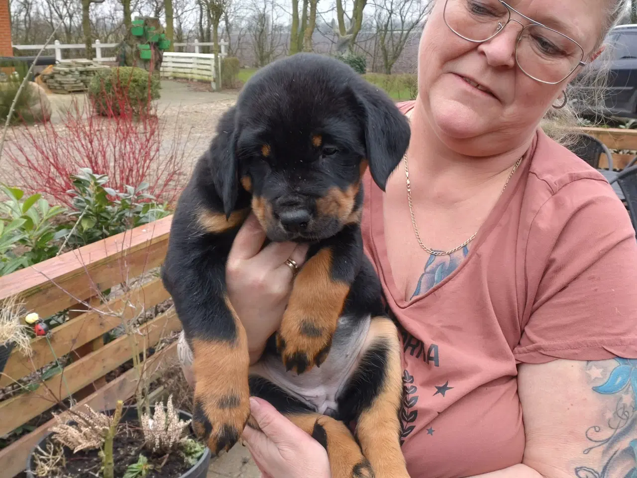 Billede 1 - Rottweiler hvalpe 