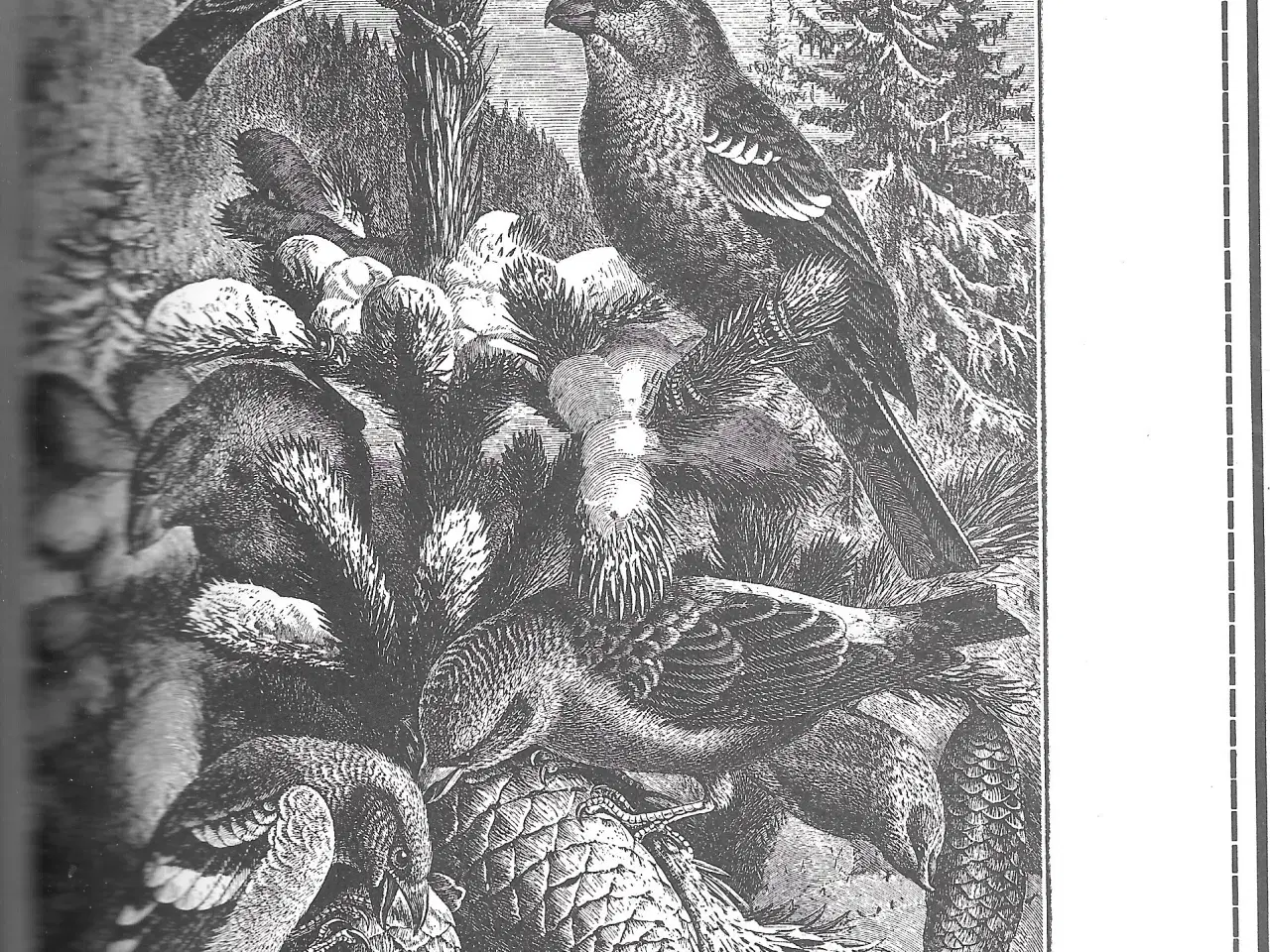 Billede 3 - Birds: A Picture Sourcebook, dyr, fugle