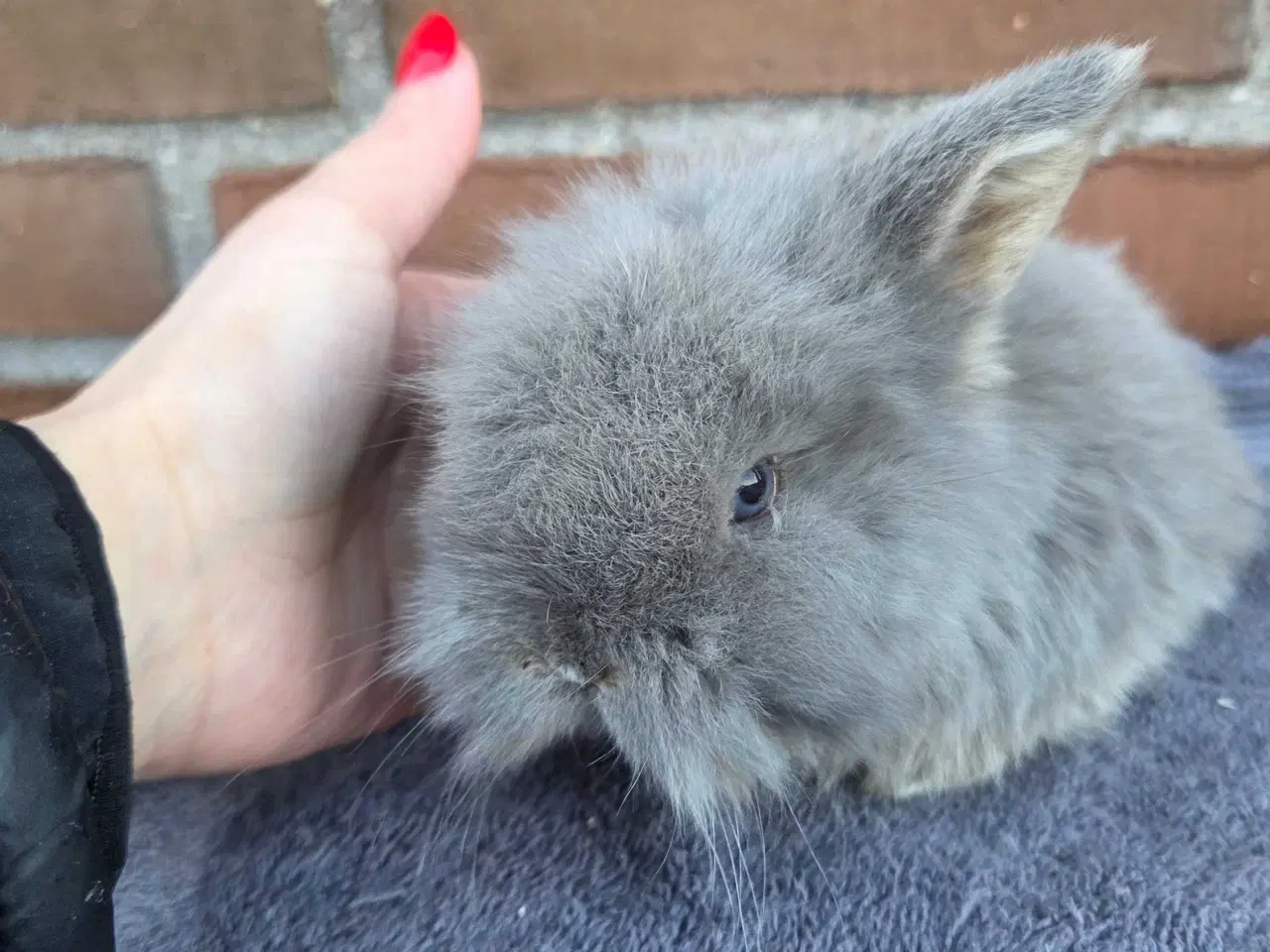 Billede 17 - Minilop / lionlop unger 