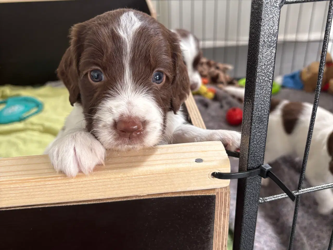Billede 2 - FT springer spaniels
