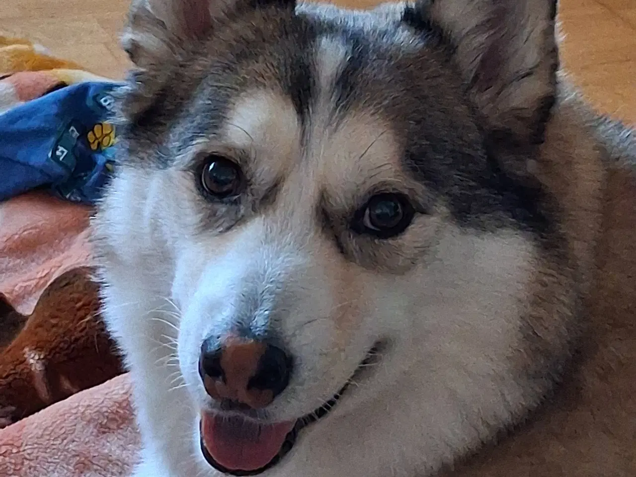 Billede 1 - Verdens sødeste Husky dreng