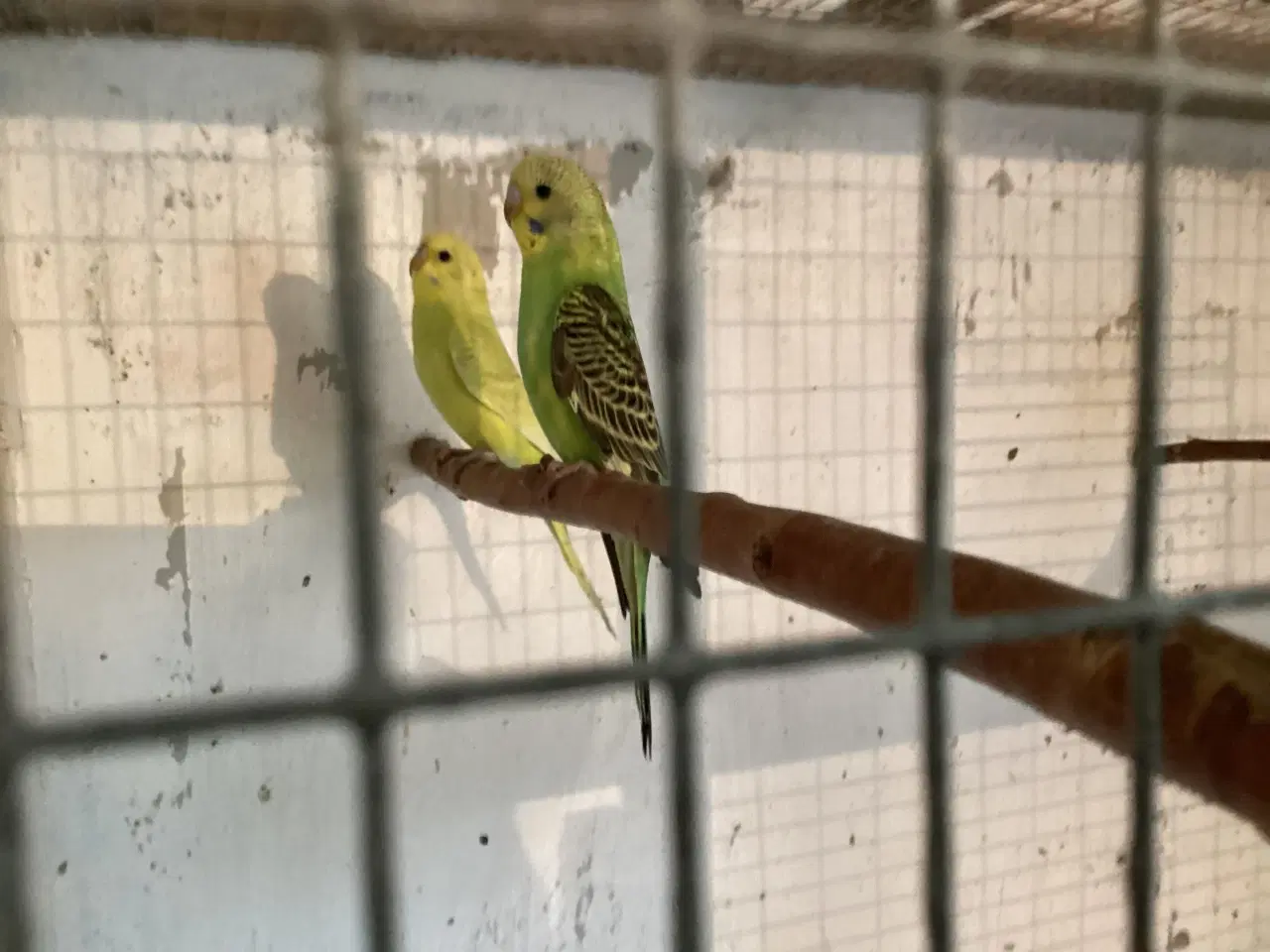 Billede 3 - undulatunger