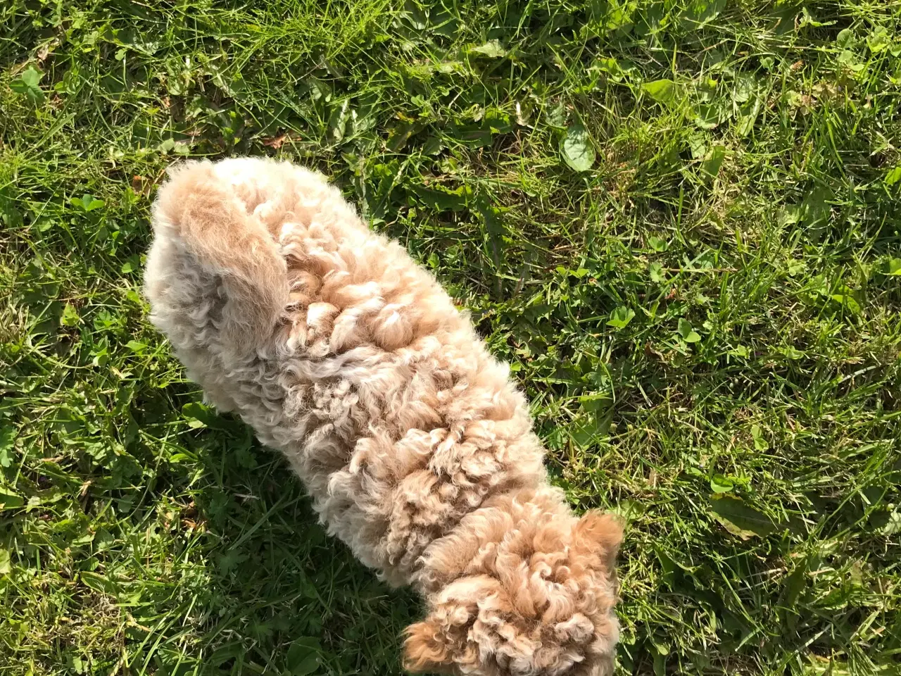 Billede 2 - Mellem labradoodle hvalpe Multigen
