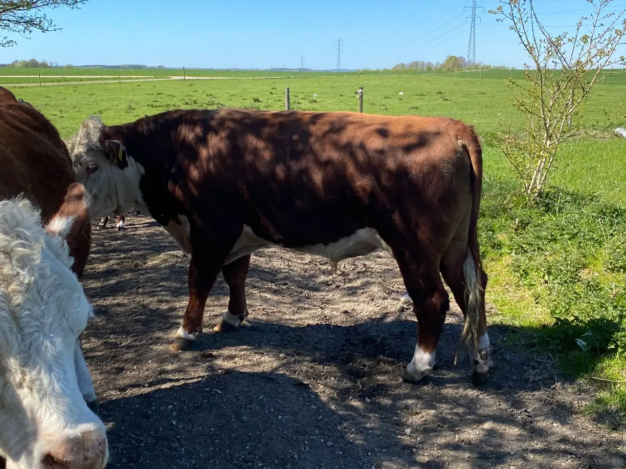 Billede 4 - Hereford tyr søger nye damer 