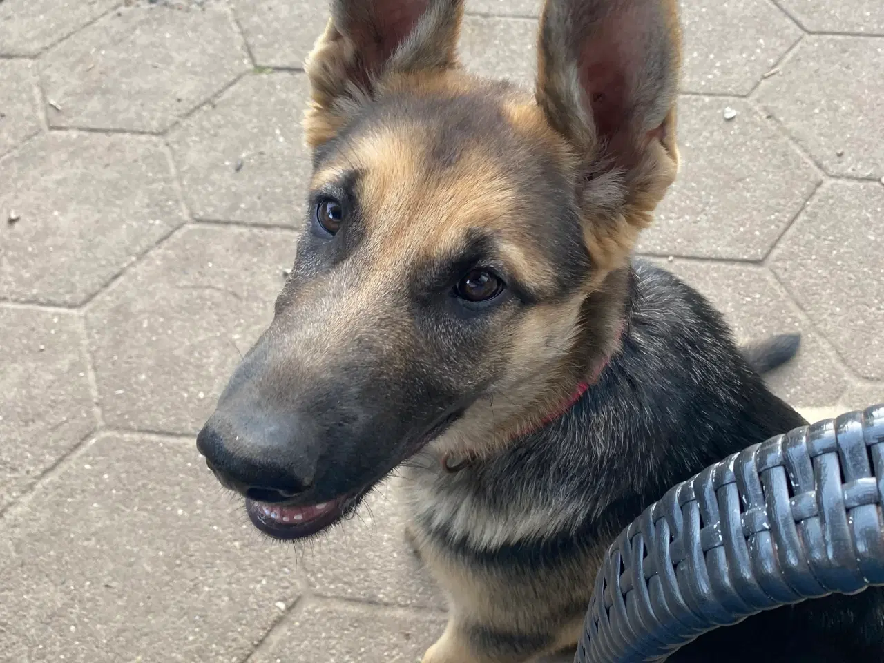 Billede 6 - Lækker dejlig schæferhund hvalp søger nyt hjem 