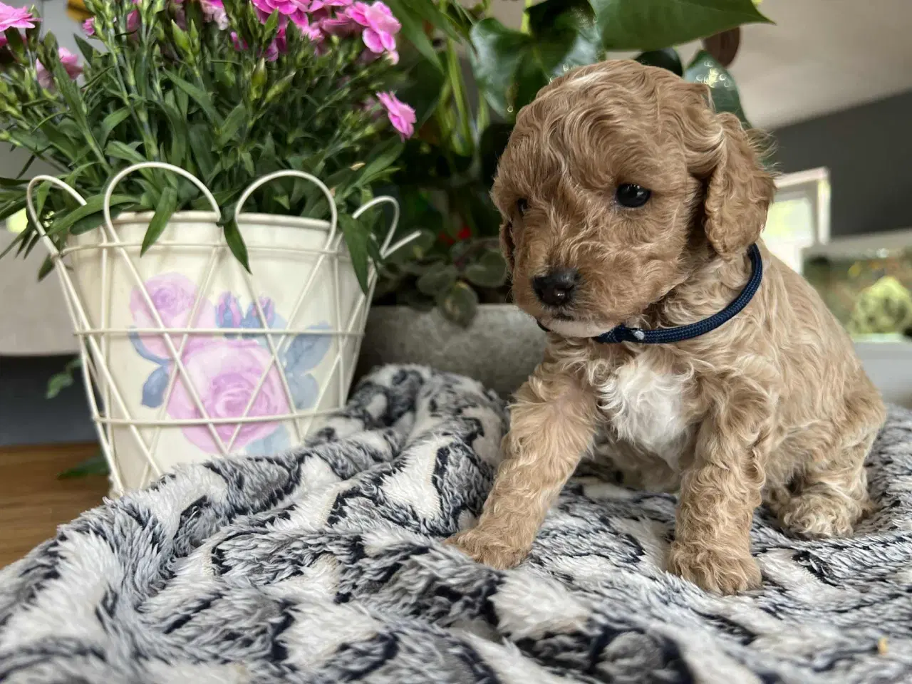 Billede 13 - Maltipoo tæve 