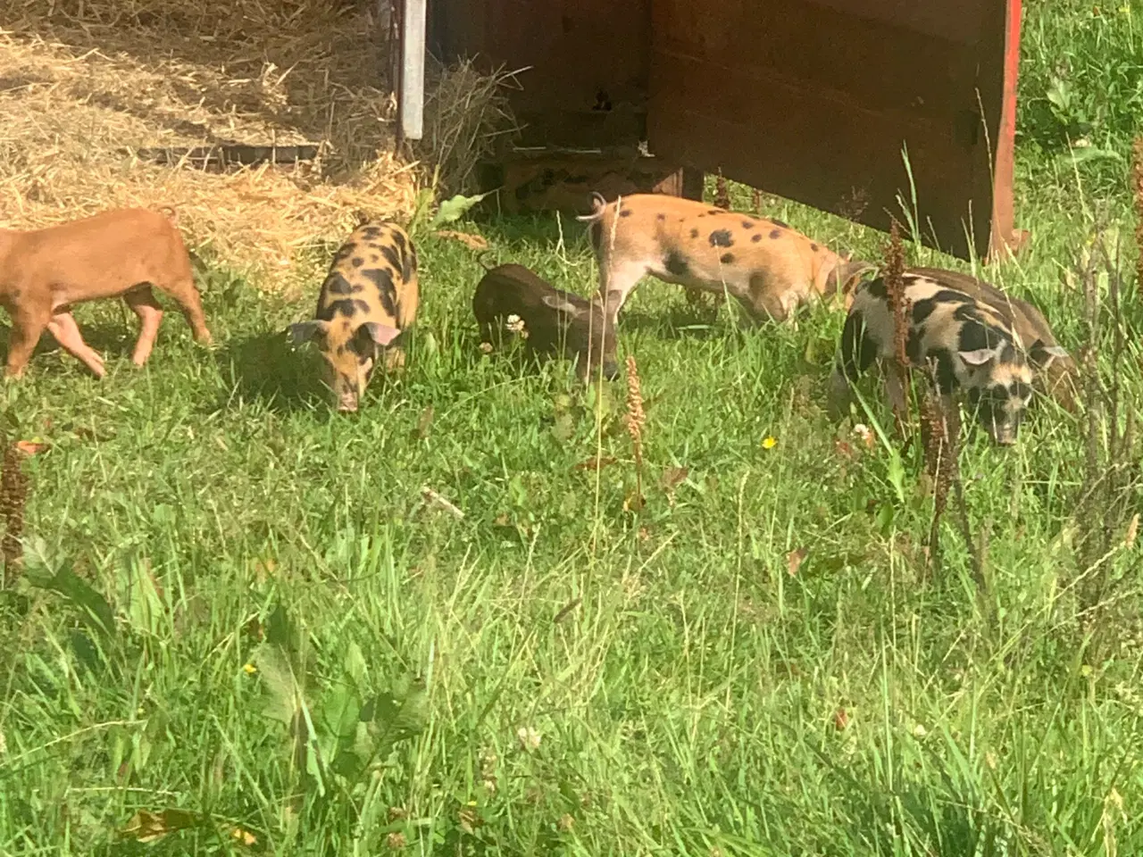 Billede 5 - Duroc/gl. Dansk landrace smågrise sælges