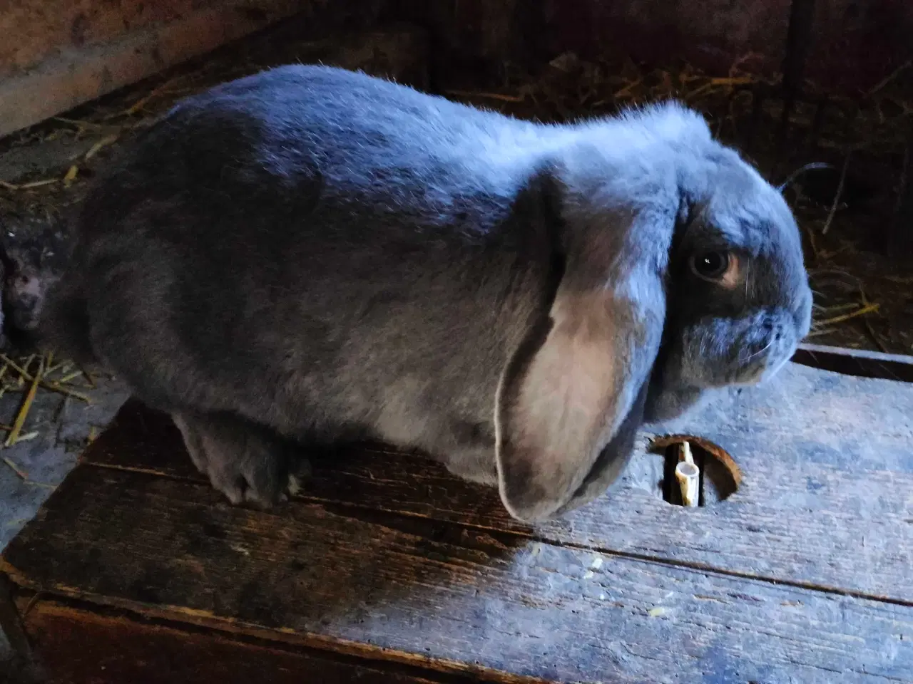 Billede 2 - Fransk vædder