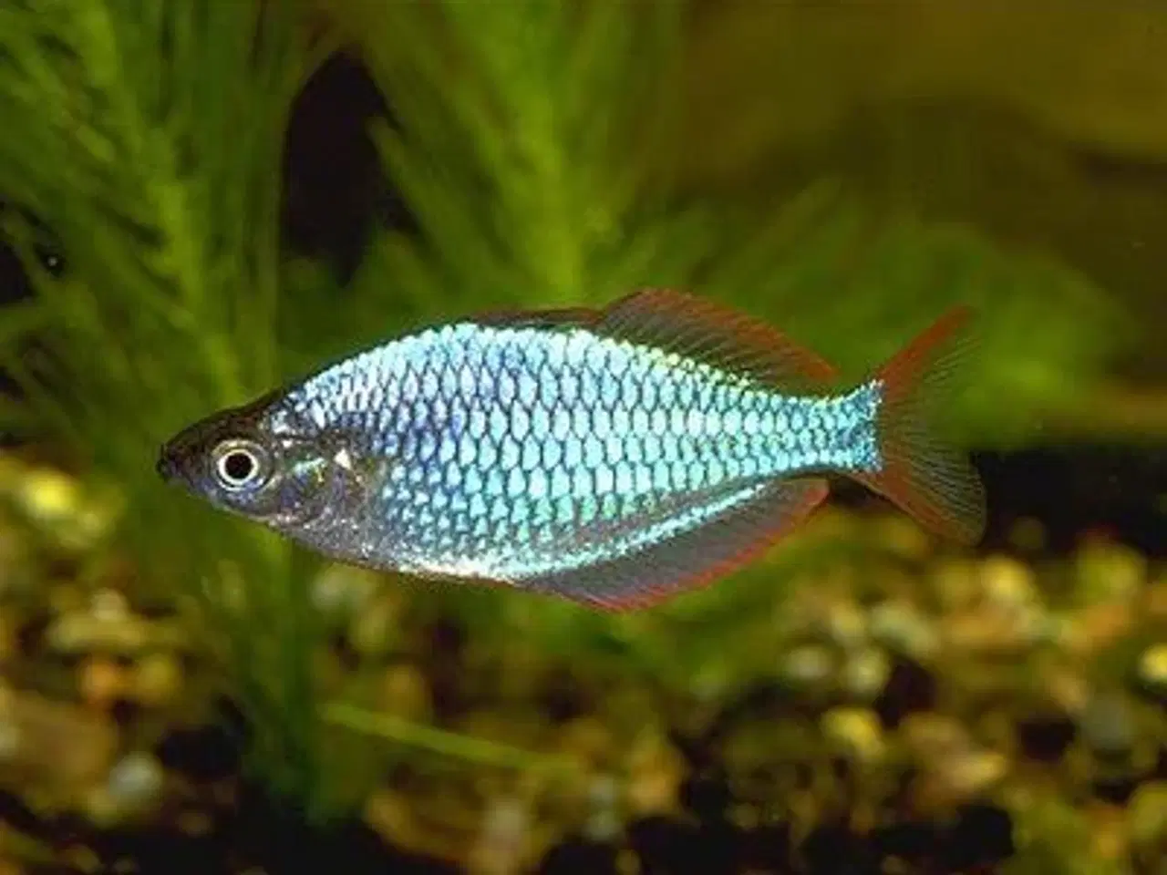 Billede 11 - Akvariefisk